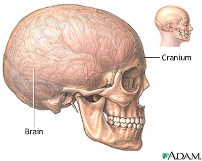 Normal anatomy