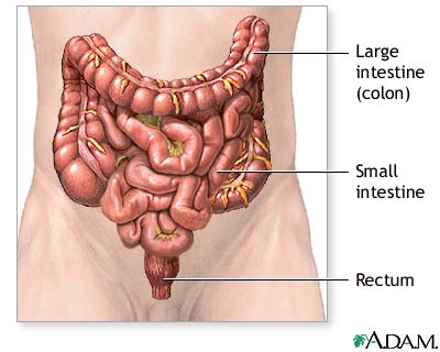 Normal anatomy