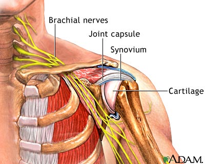 Shoulder joint