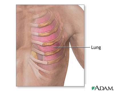 Ribs and lung anatomy