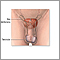 Male reproductive anatomy