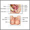 Female reproductive anatomy