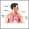 Lung transplant - series