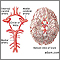 Circle of Willis