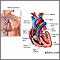 Swan Ganz catheterization