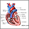 Heart valves - anterior view