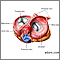 Heart valves - superior view