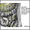 Autonomic Nerves