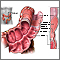 Structure of the colon