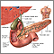 Gallbladder