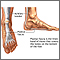 Plantar fascia