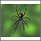 Black widow spider