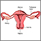 Normal uterine anatomy (cut section)