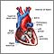 Normal heart anatomy (cut section)