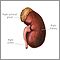 Kidney anatomy