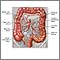 Blood supply of the large intestine