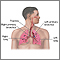 Respiratory system