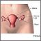 Female reproductive anatomy