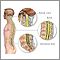 Spinal anatomy