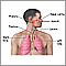 Respiratory system overview