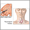 Thyroid function test