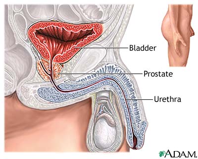 Normal anatomy