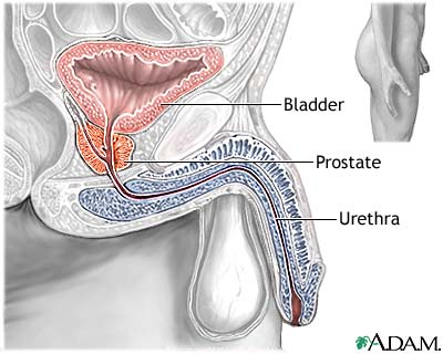 Normal anatomy