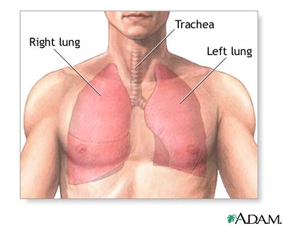 Normal anatomy