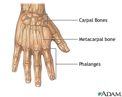 Normal anatomy