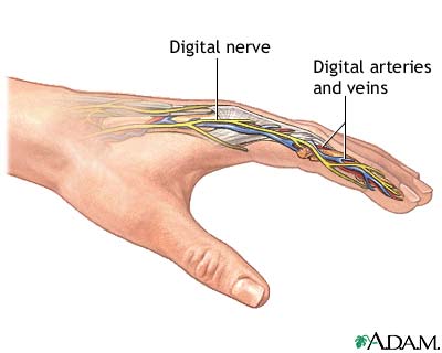 Normal anatomy