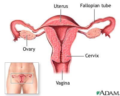 Normal female anatomy