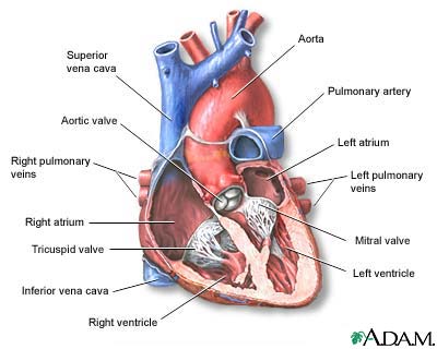 Heart, section through the middle