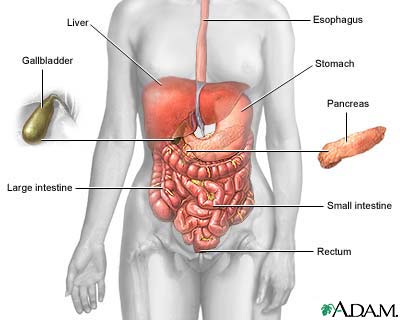 Digestive system