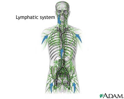 Lymphatic system