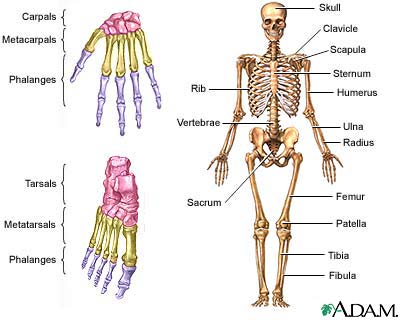 Skeleton