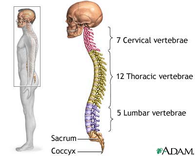 Skeletal spine