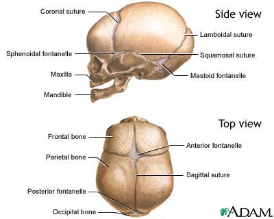 Skull of a newborn