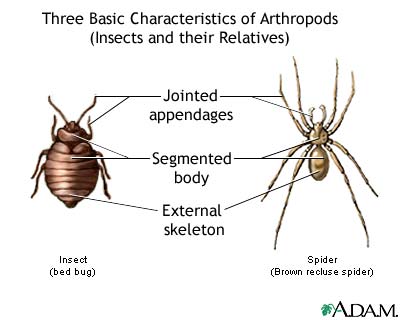 Arthropods, basic features