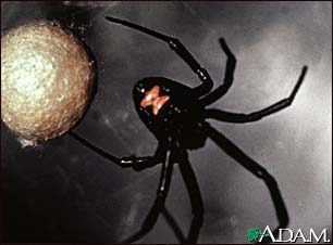 Black widow spider