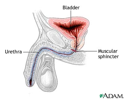 Normal anatomy