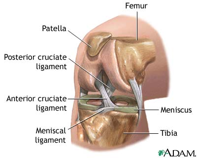 Normal anatomy