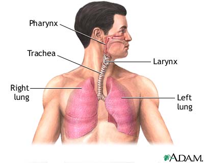 Normal anatomy