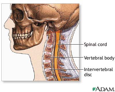 Normal anatomy