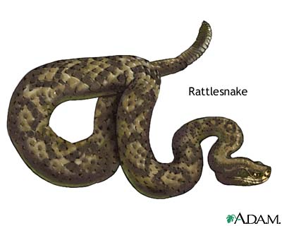 Rattlesnake