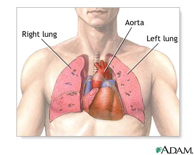 Normal anatomy