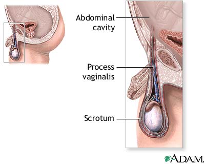 Normal anatomy