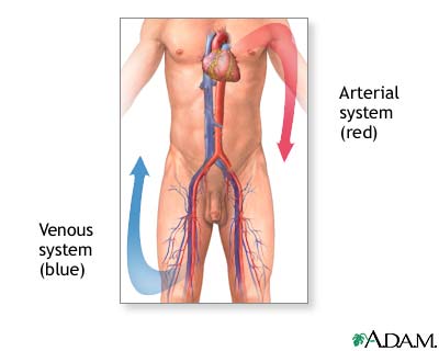 Normal anatomy