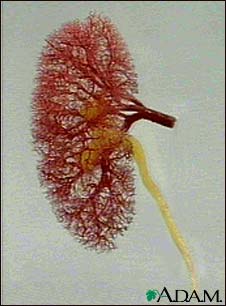 Kidney - blood and urine flow