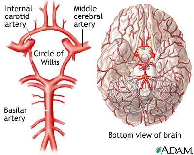 Circle of Willis