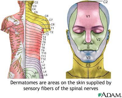 Adult dermatome